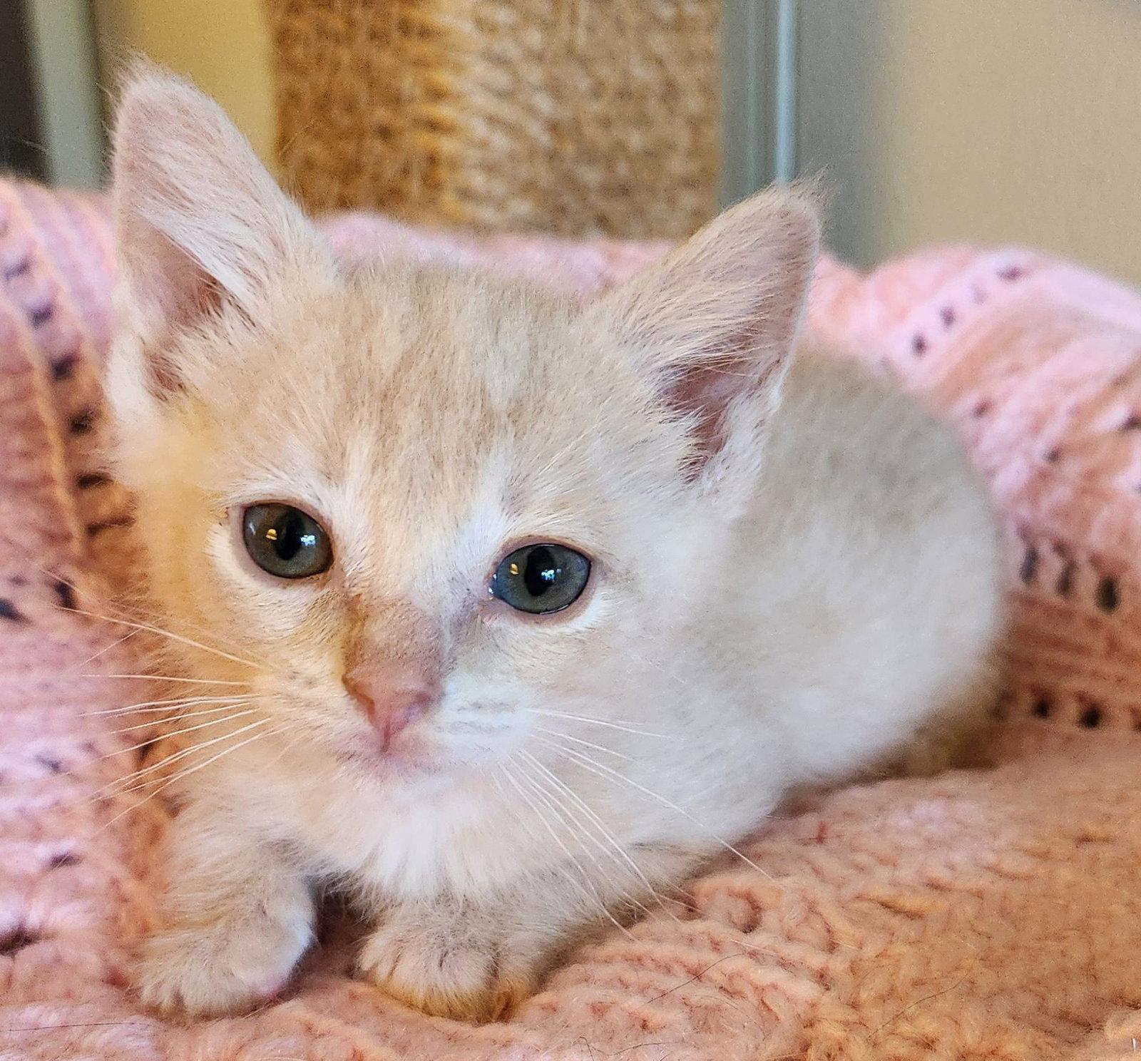 Lilly, Adoptable, Young Female Domestic Short Hair & American Bobtail.