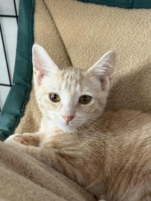 Enlarge Lilly, a Adoptable mixed breed in Furlong, PA image 3/3