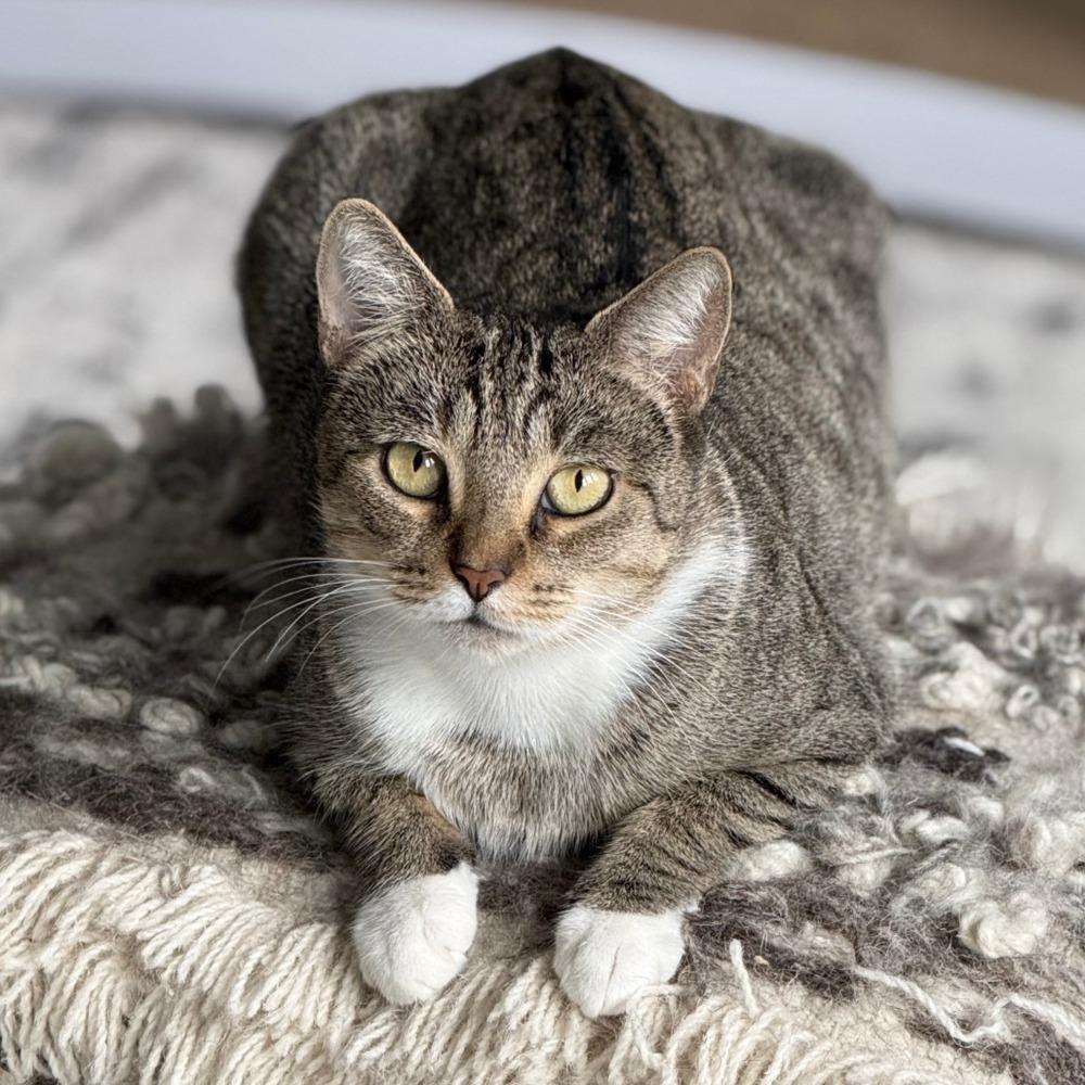 Bonnie with the Boots, Adoptable, Young Female Domestic Short Hair.