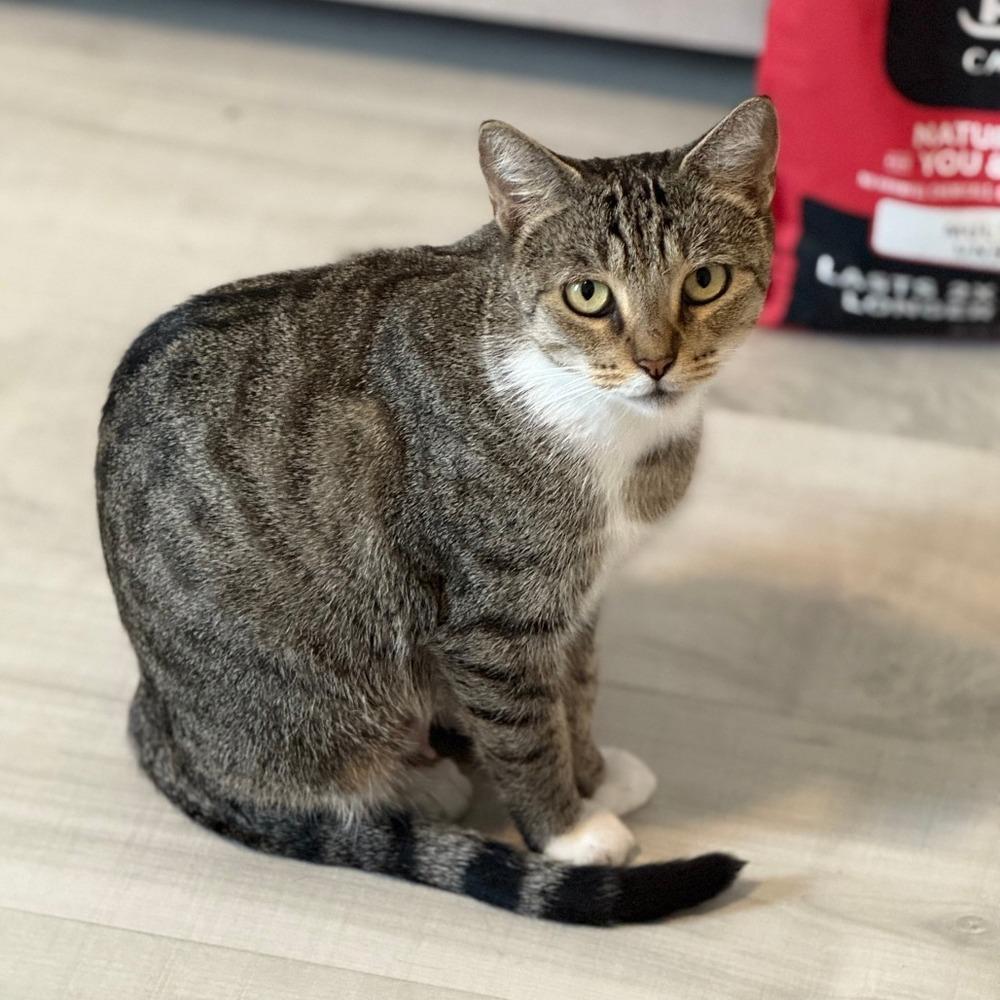 Bonnie with the Boots, a Adoptable Domestic Short Hair in Randolph, MA image 2/3