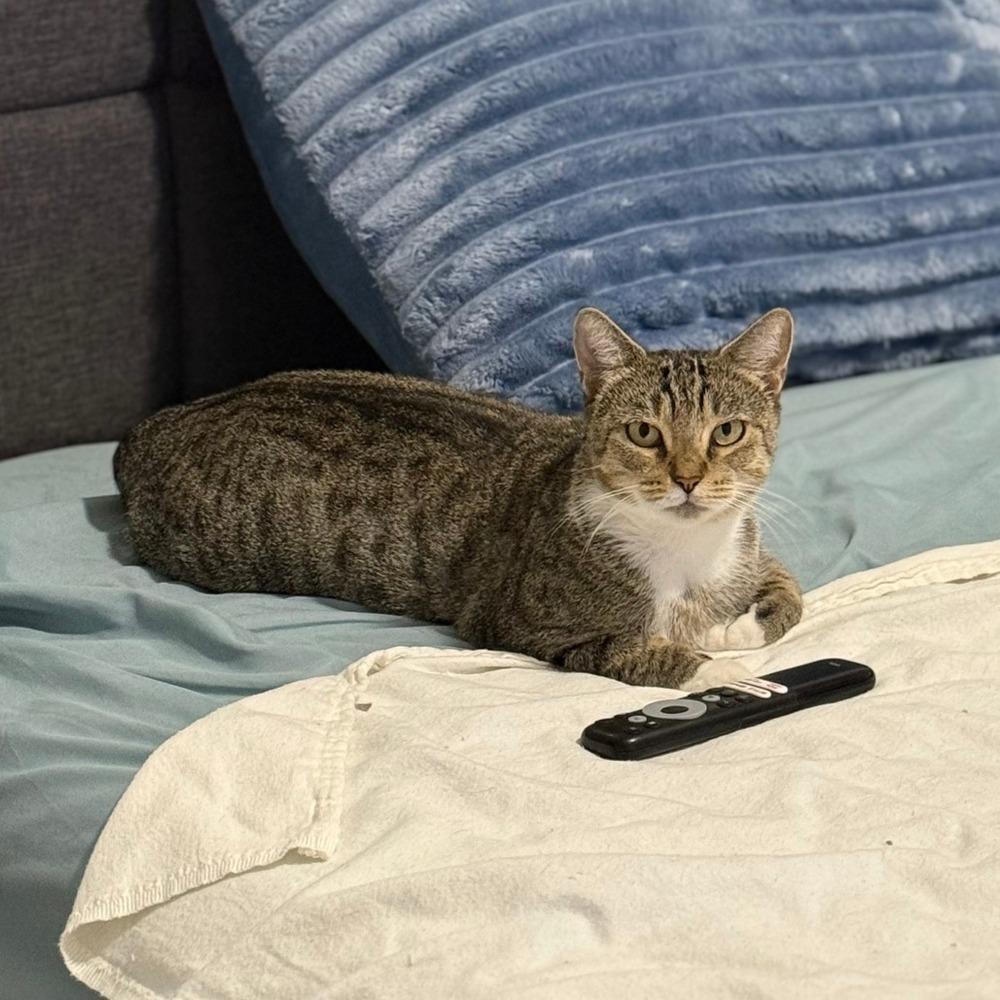Bonnie with the Boots, Adoptable, Young Female Domestic Short Hair.