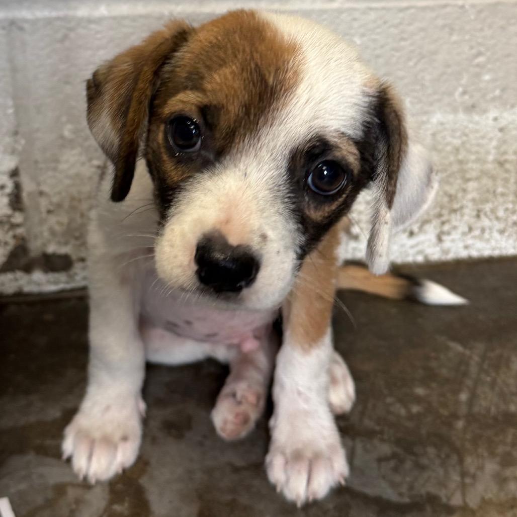 David, Adoptable, Puppy Male Mixed Breed.