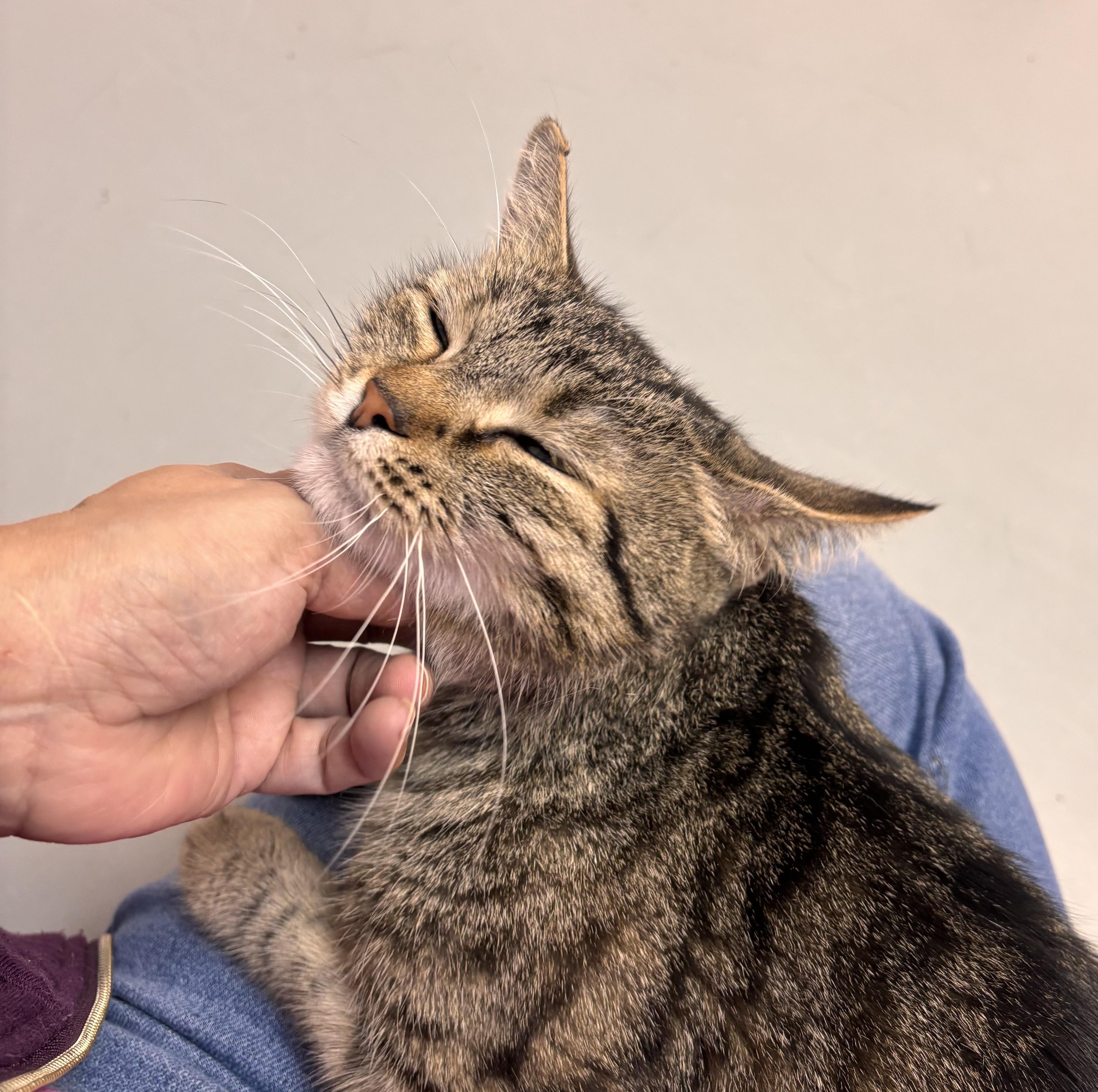 Enlarge Mary, a Adoptable mixed breed in Terryville, CT image 2/6