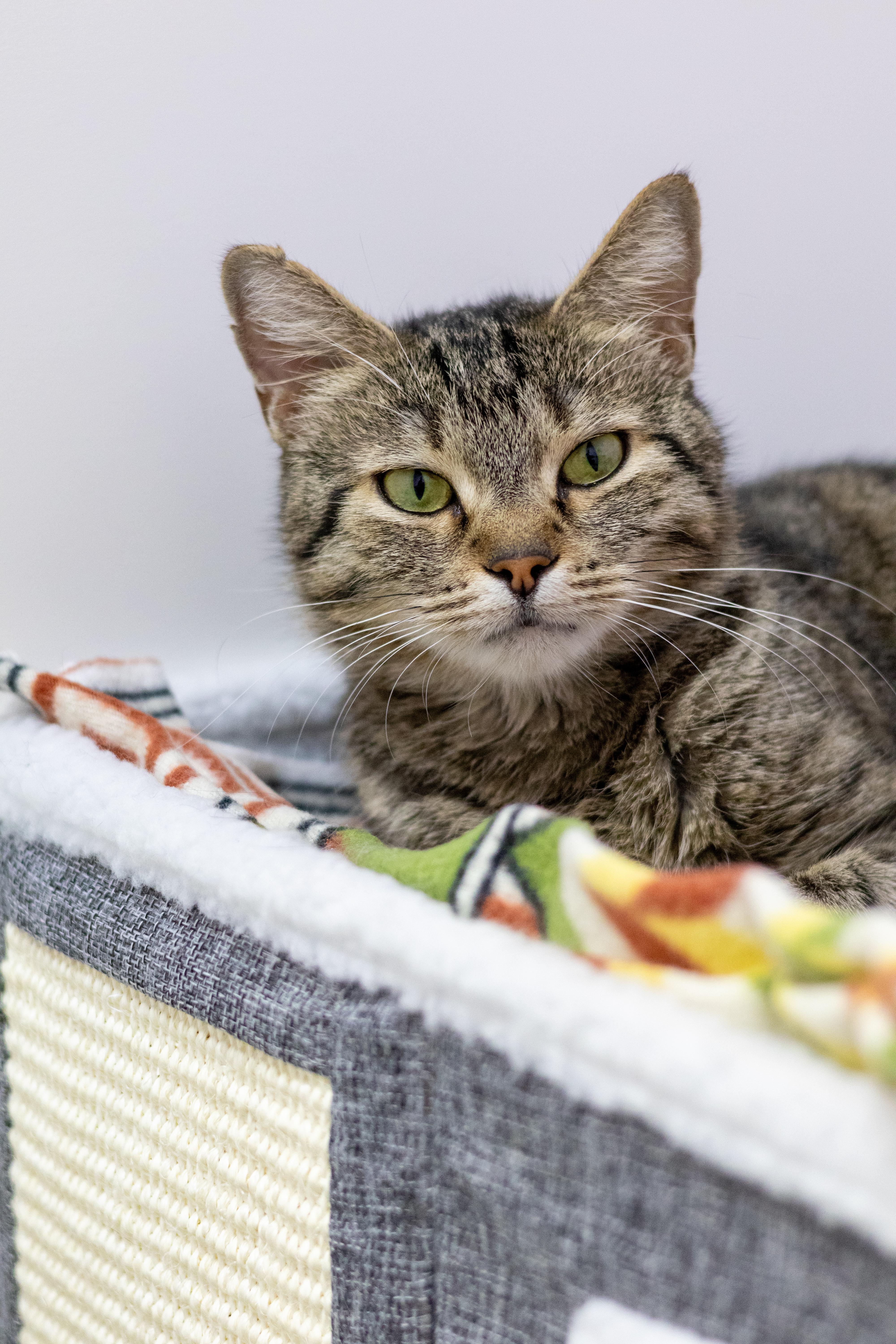 Enlarge Mary, a Adoptable mixed breed in Terryville, CT image 3/6