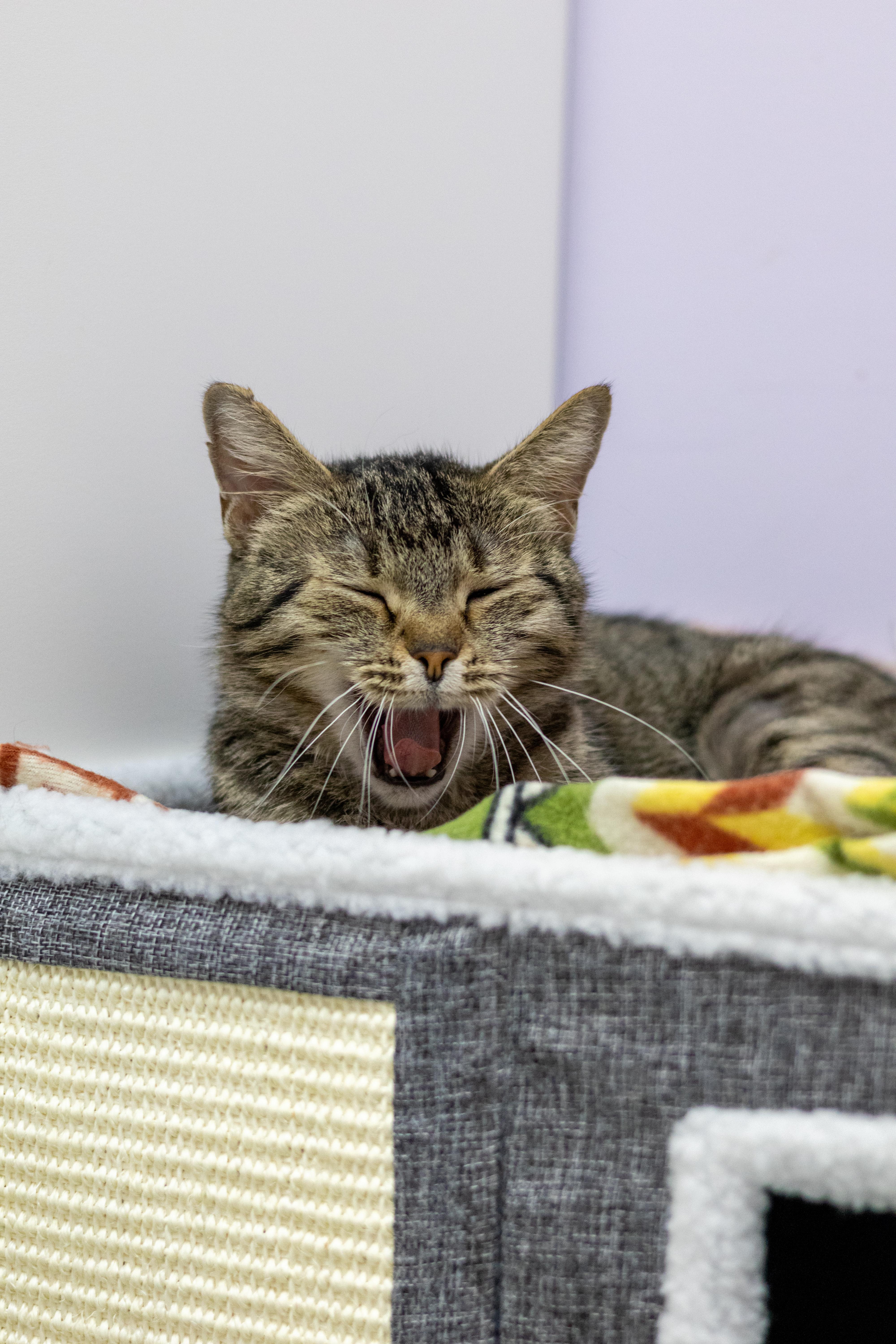 Enlarge Mary, a Adoptable mixed breed in Terryville, CT image 4/6