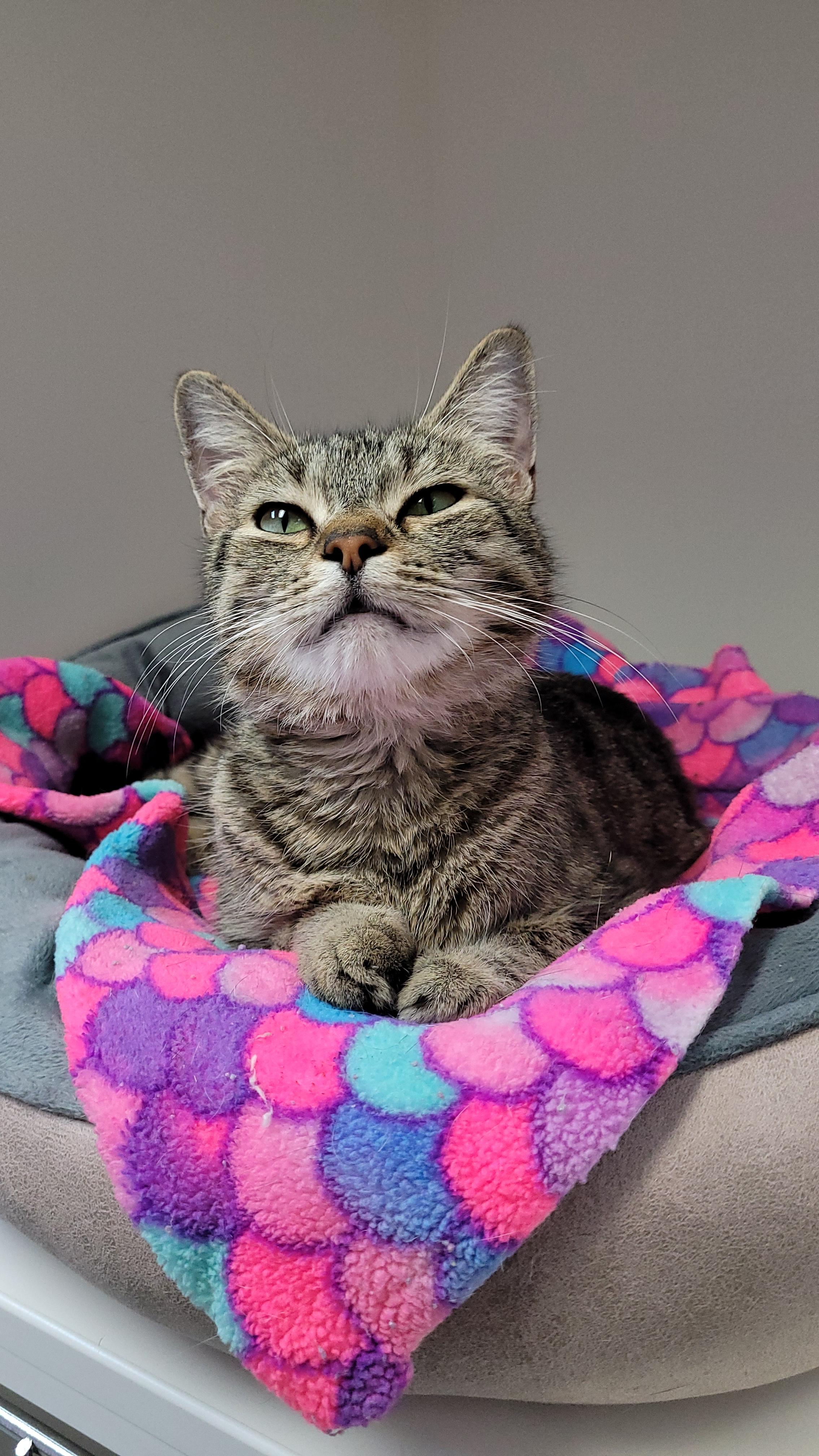 Enlarge Mary, a Adoptable mixed breed in Terryville, CT image 5/6