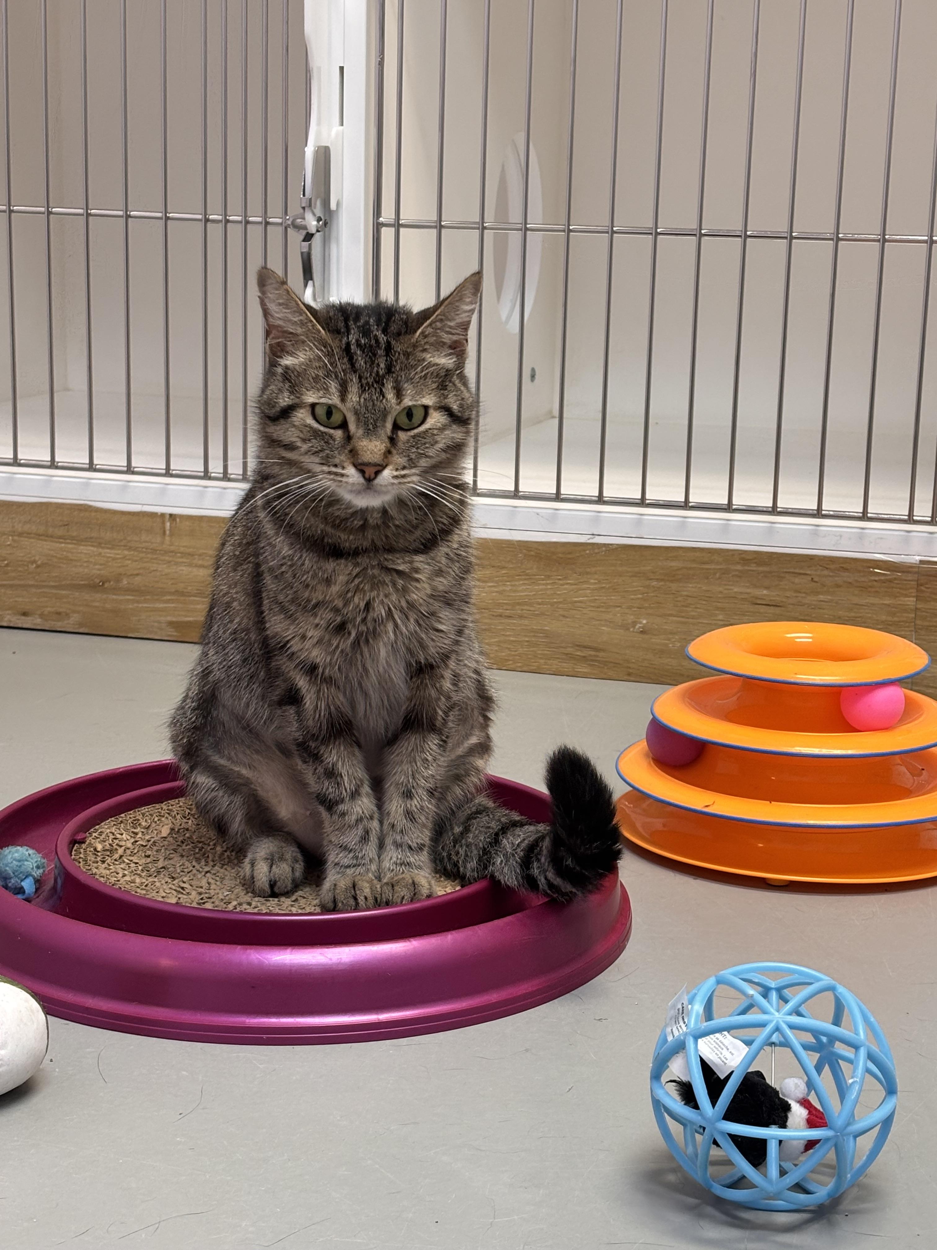 Enlarge Mary, a Adoptable mixed breed in Terryville, CT image 6/6