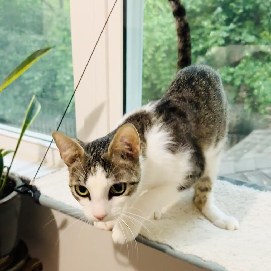 Rain in Oakton, VA, Adoptable, Adult Female Domestic Short Hair.