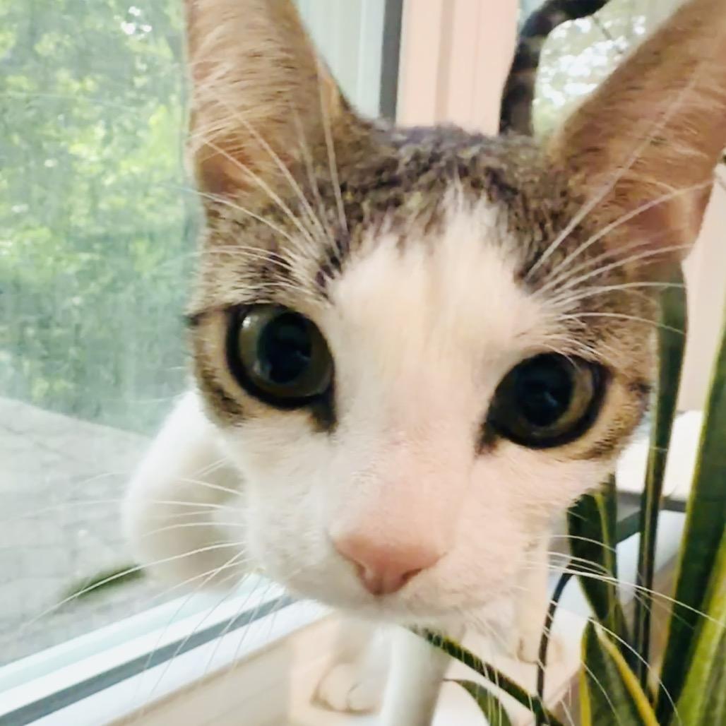 Enlarge Rain in Oakton, VA, a Adoptable Domestic Short Hair in Falls Church, VA image 3/6