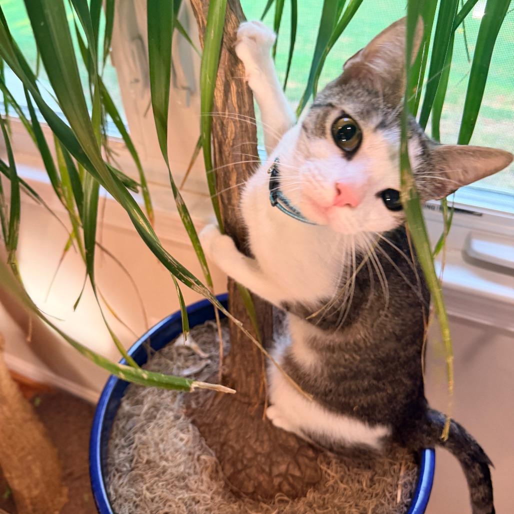 Enlarge Rain in Oakton, VA, a Adoptable Domestic Short Hair in Falls Church, VA image 2/6