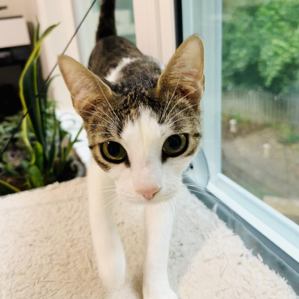 Enlarge Rain in Oakton, VA, a Adoptable Domestic Short Hair in Falls Church, VA image 5/6