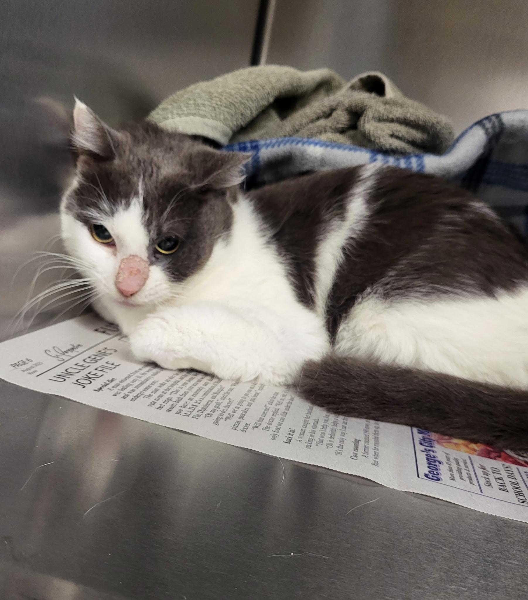 Cleo, Adoptable, Adult Female Domestic Short Hair.