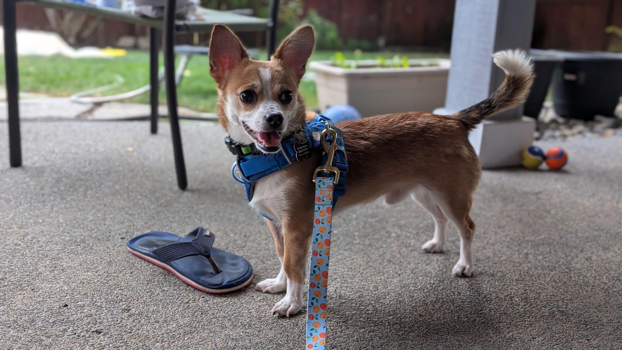 Parker, ADOPTABLE, Young Male Chihuahua.
