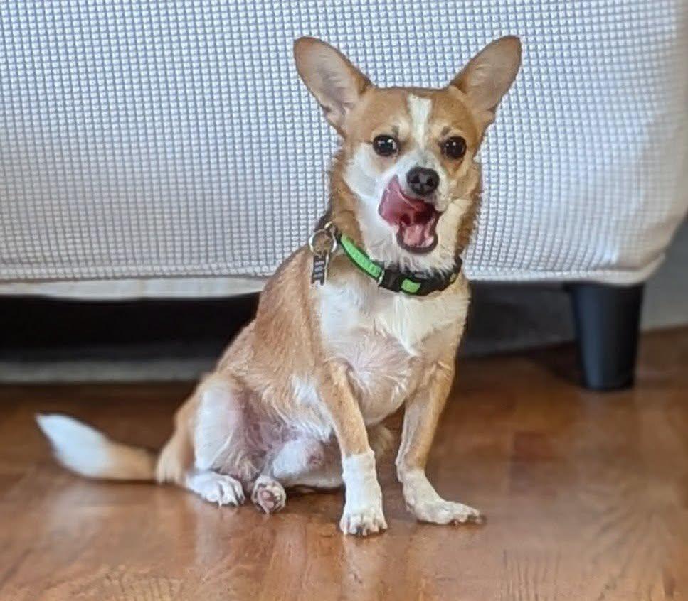 Enlarge Parker, a ADOPTABLE mixed breed in Covington, WA image 3/6