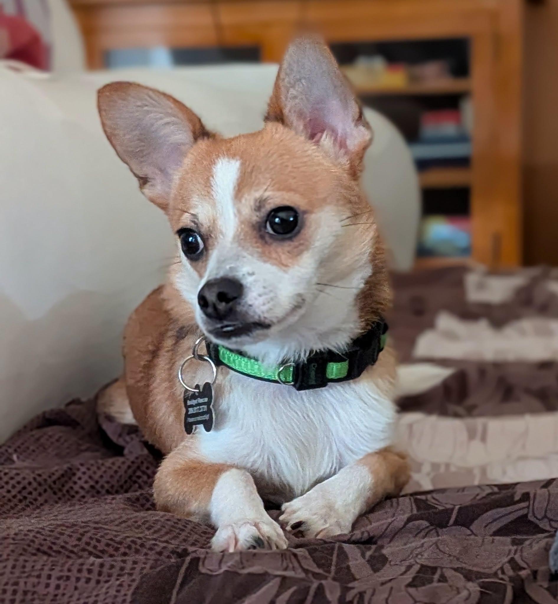Enlarge Parker, a ADOPTABLE mixed breed in Covington, WA image 4/6