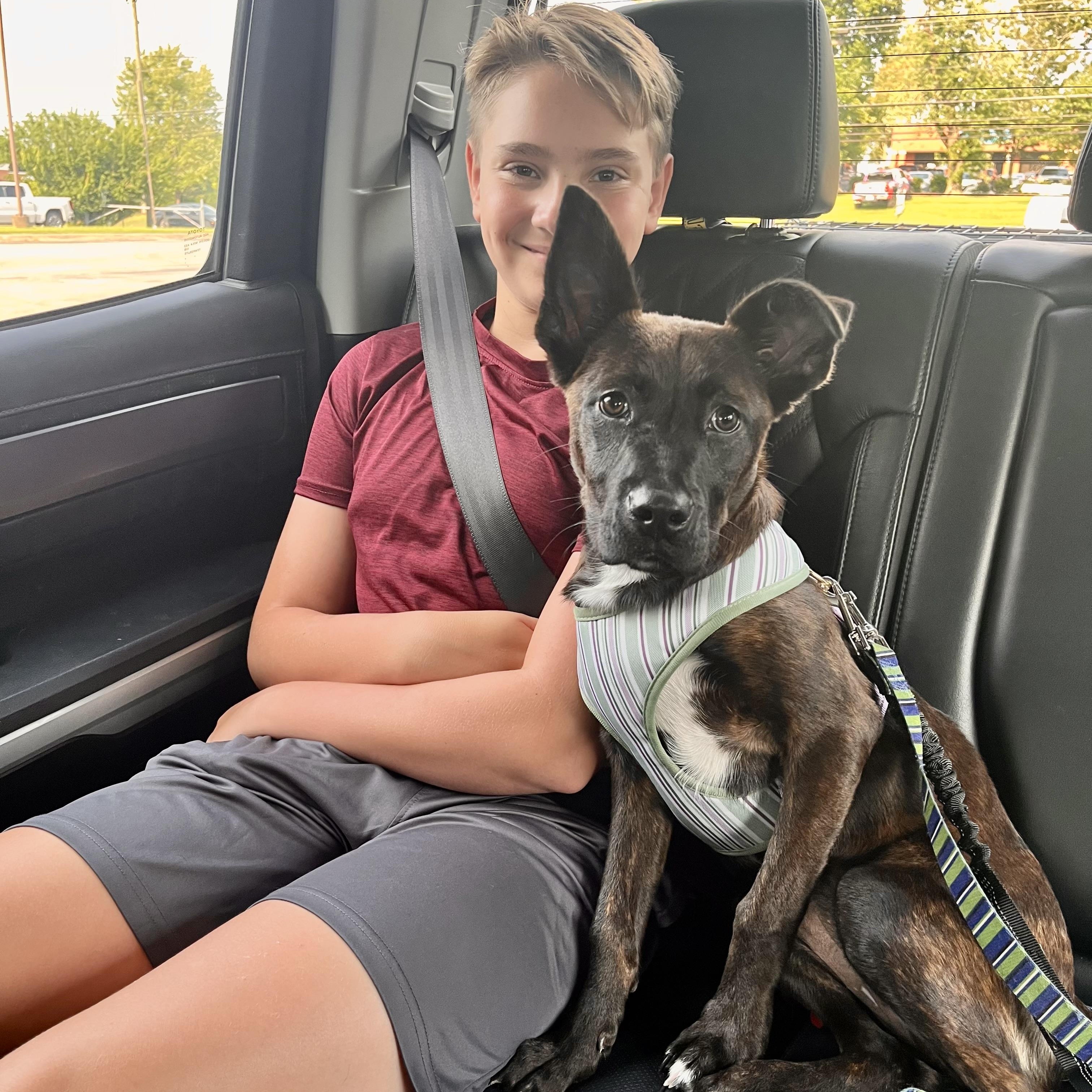 Duffy, adopted, Young Female Belgian Shepherd / Malinois.