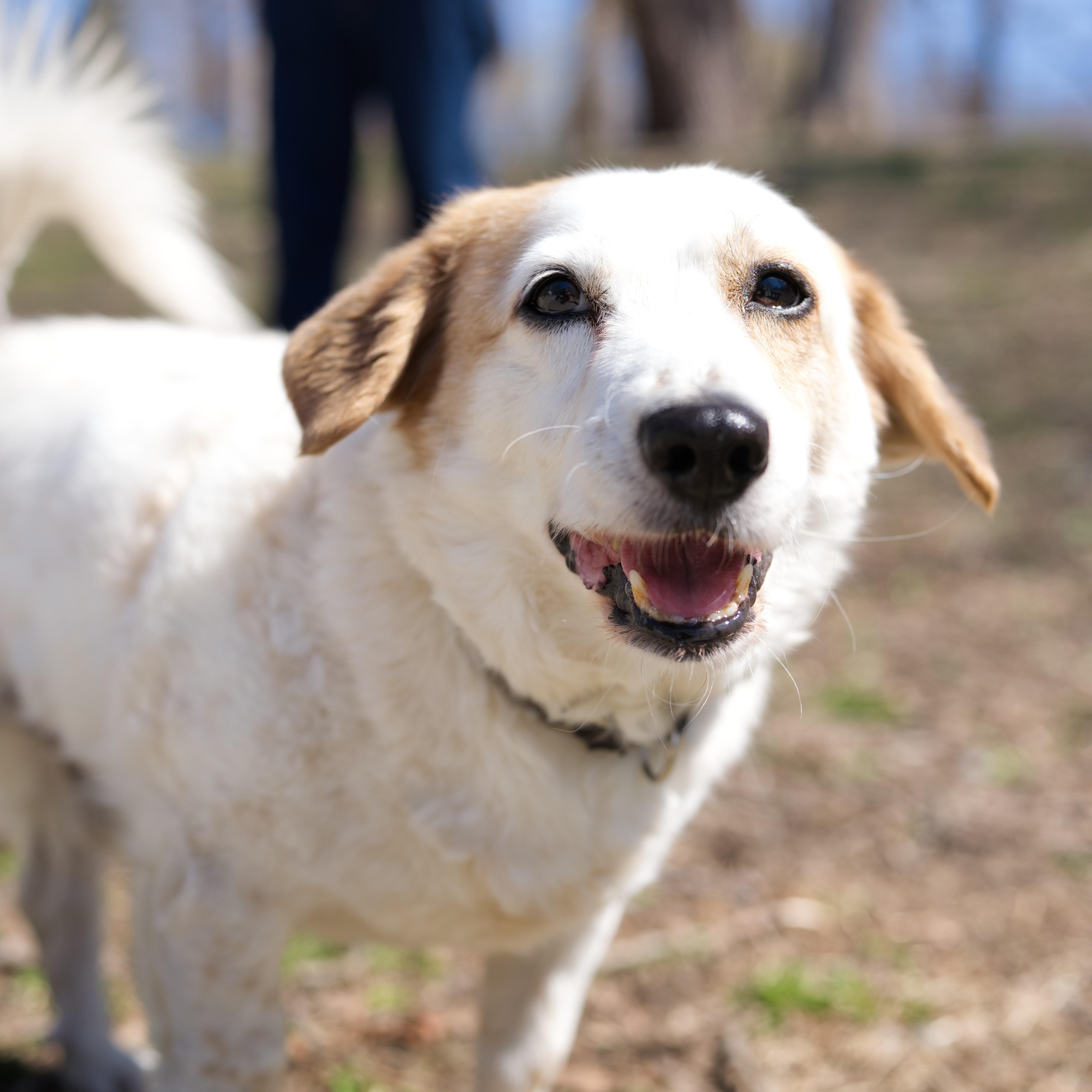 Enlarge Champ, a Adoptable mixed breed in Beacon, NY image 1/6