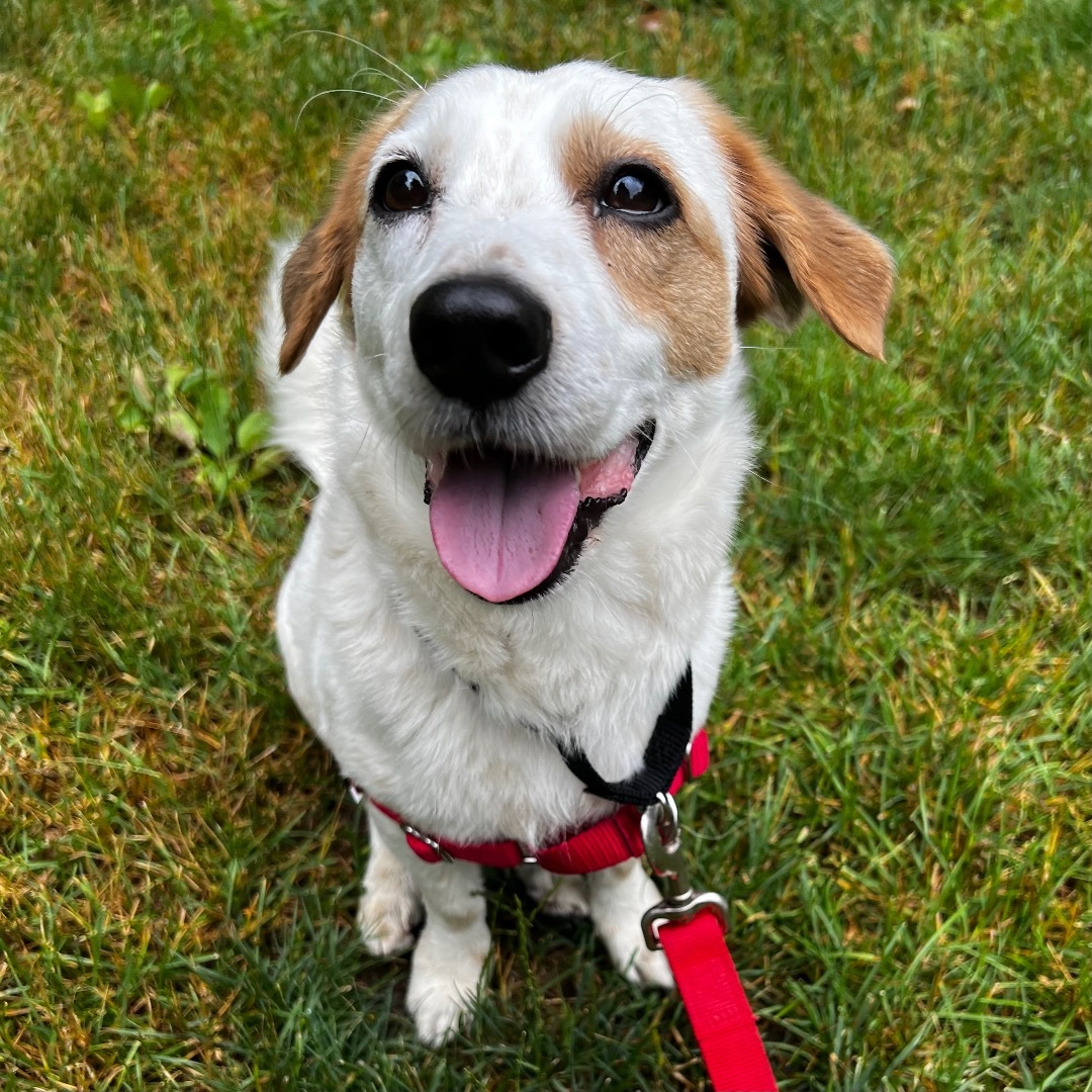 Enlarge Champ, a Adoptable mixed breed in Beacon, NY image 6/6