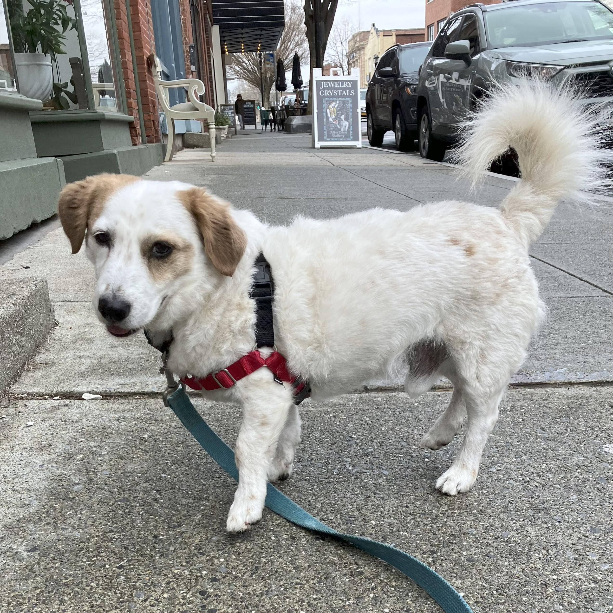 Enlarge Champ, a Adoptable mixed breed in Beacon, NY image 1/6