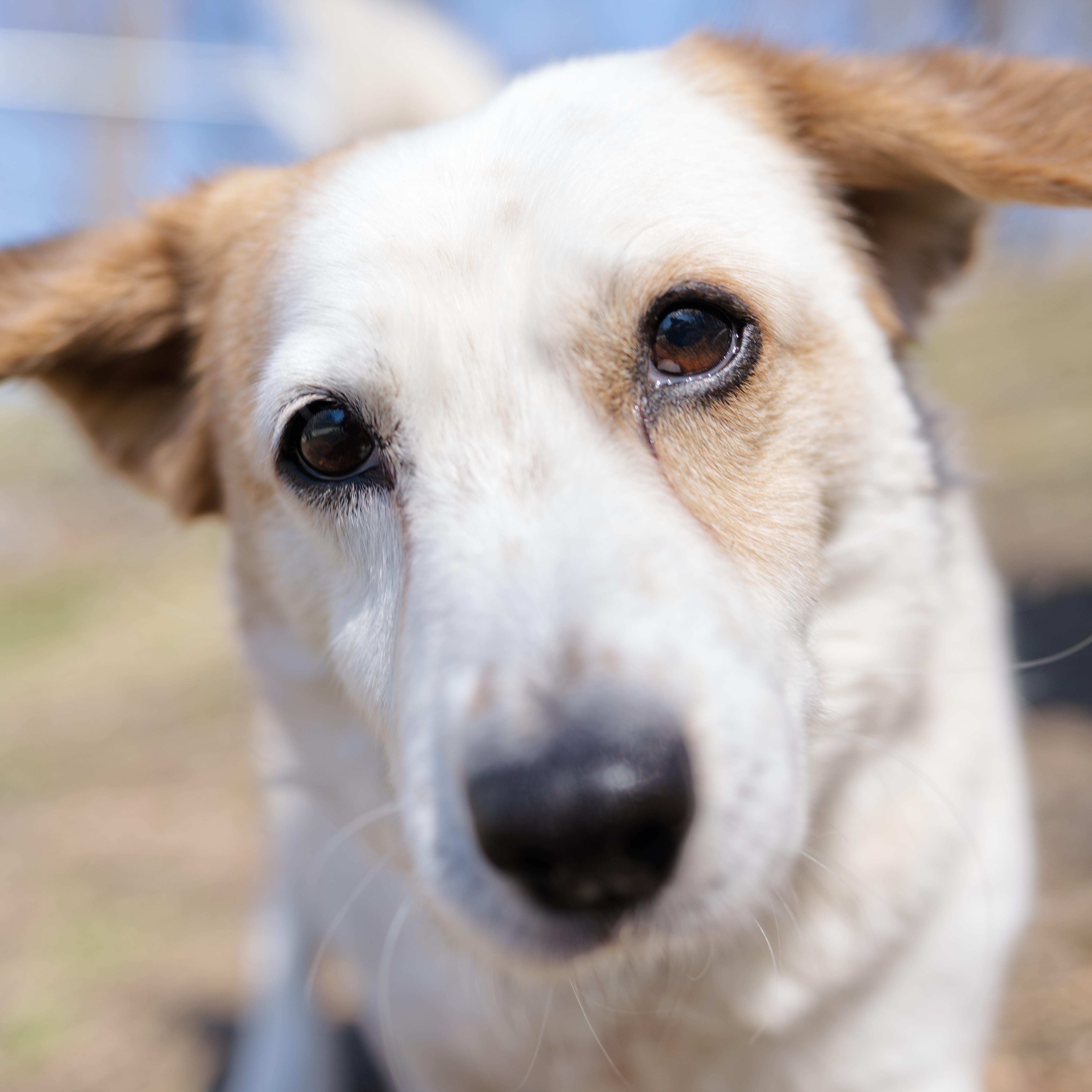 Enlarge Champ, a Adoptable mixed breed in Beacon, NY image 6/6