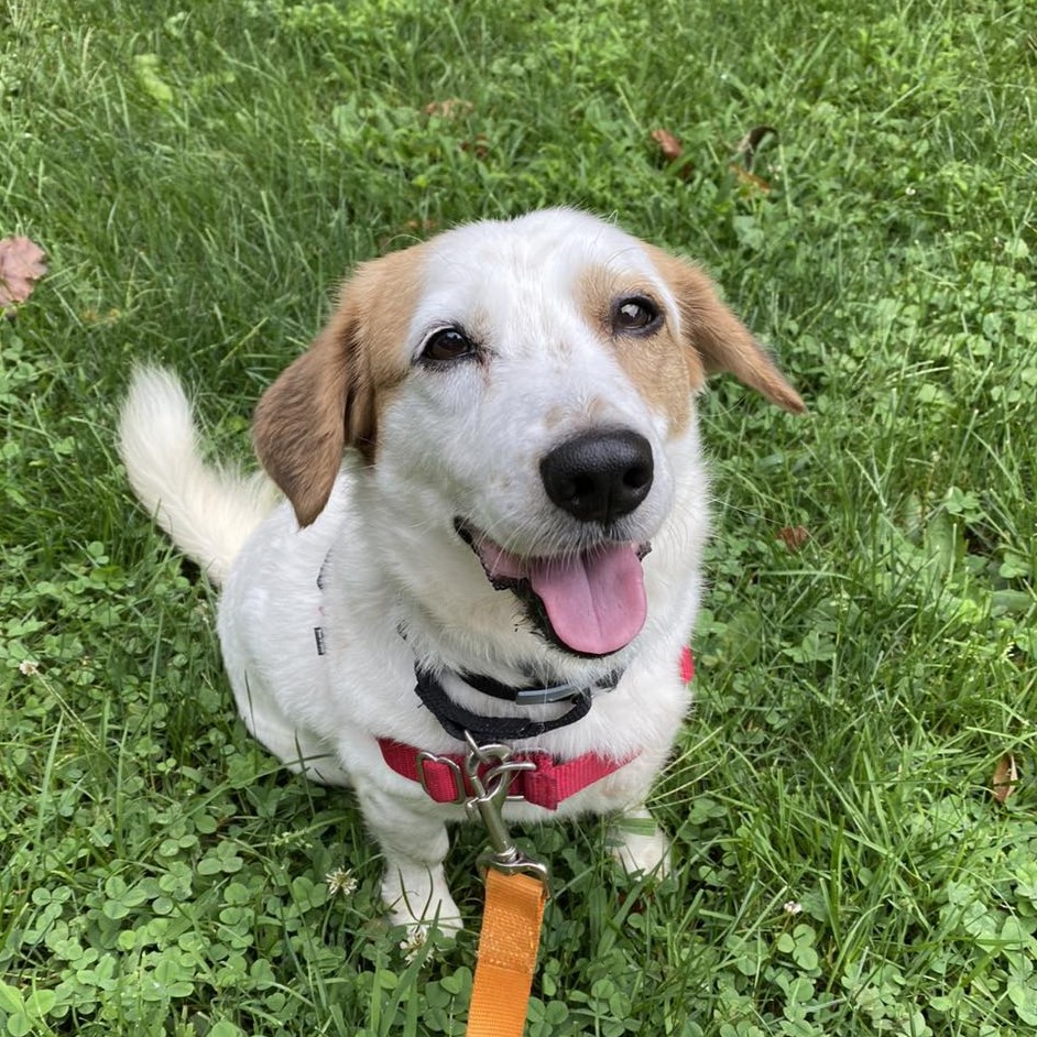 Enlarge Champ, a Adoptable mixed breed in Beacon, NY image 4/6