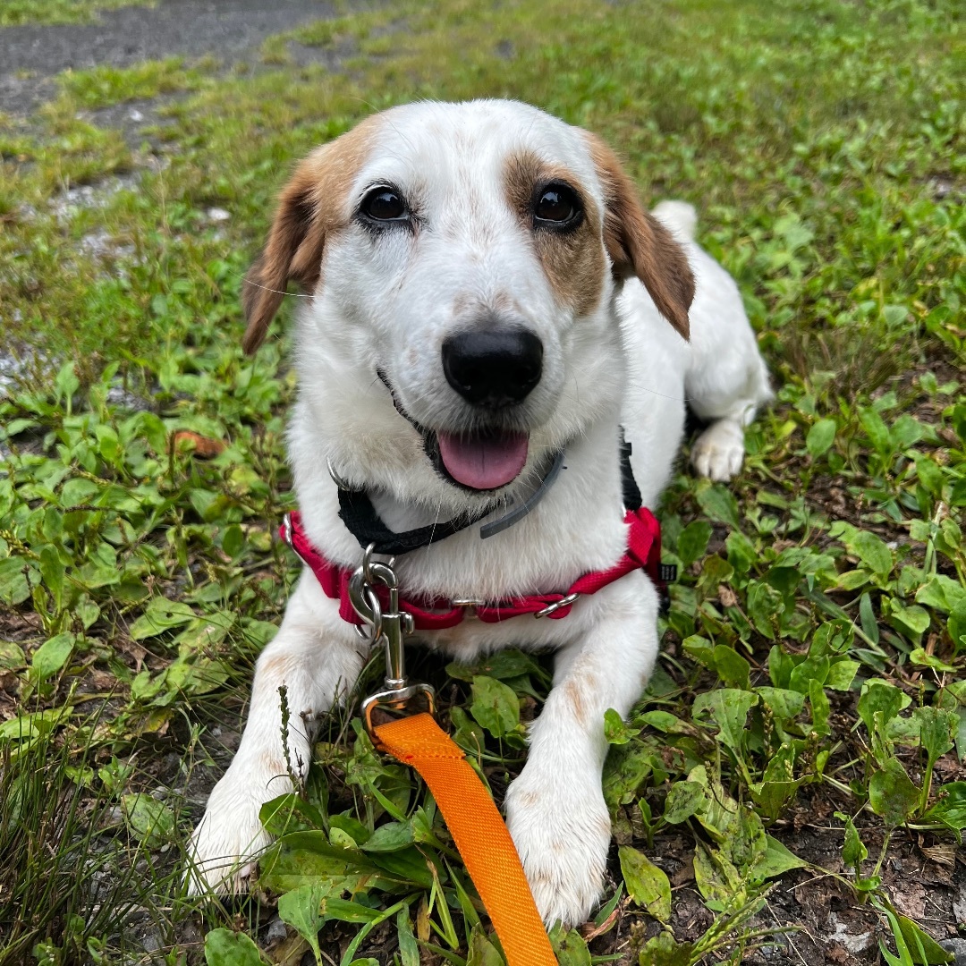 Enlarge Champ, a Adoptable mixed breed in Beacon, NY image 2/6