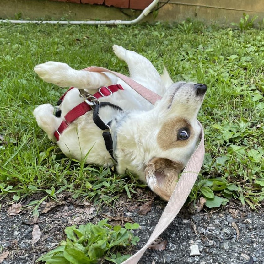 Enlarge Champ, a Adoptable mixed breed in Beacon, NY image 5/6