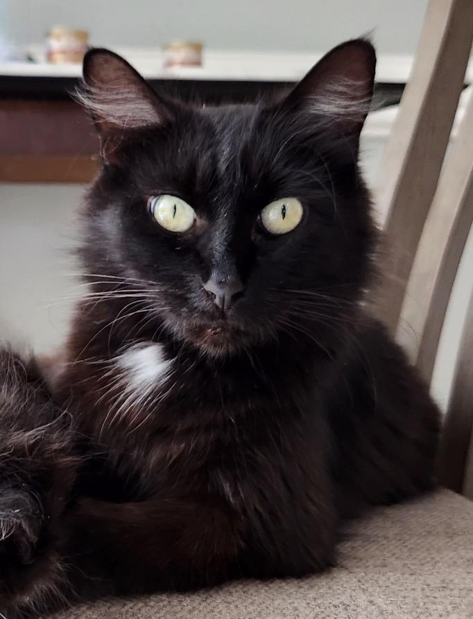 Nelly, ADOPTABLE, Adult Female Domestic Medium Hair.