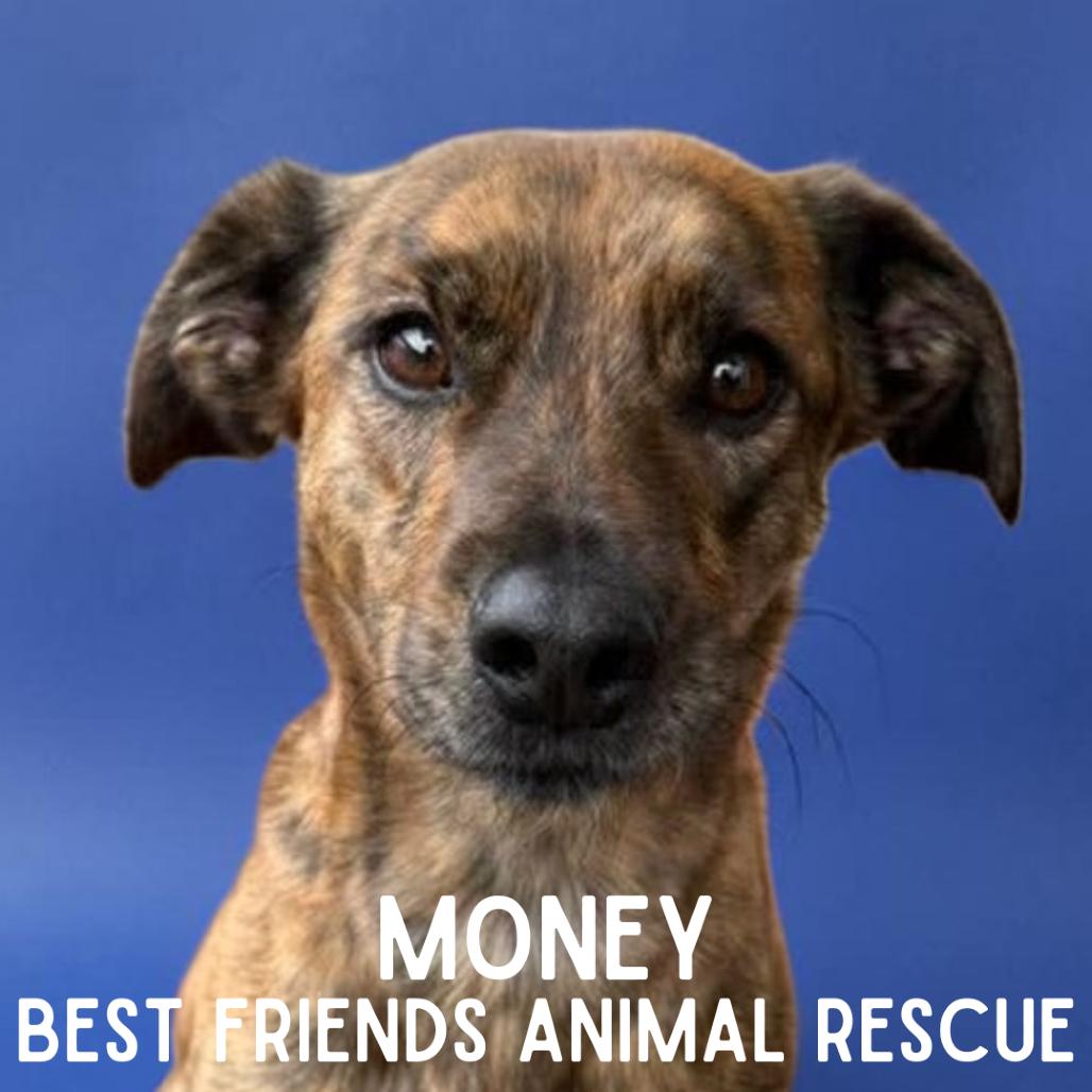 Money, Adoptable, Adult Male American Staffordshire Terrier & Schnauzer.