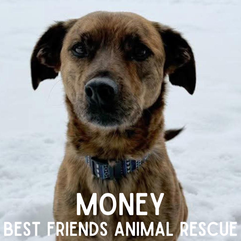 Enlarge Money, a Adoptable mixed breed in Wasilla, AK image 2/5