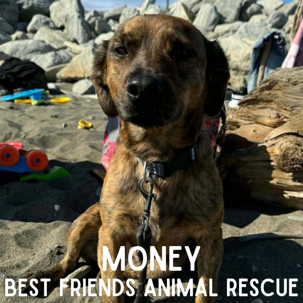 Enlarge Money, a Adoptable mixed breed in Wasilla, AK image 3/5