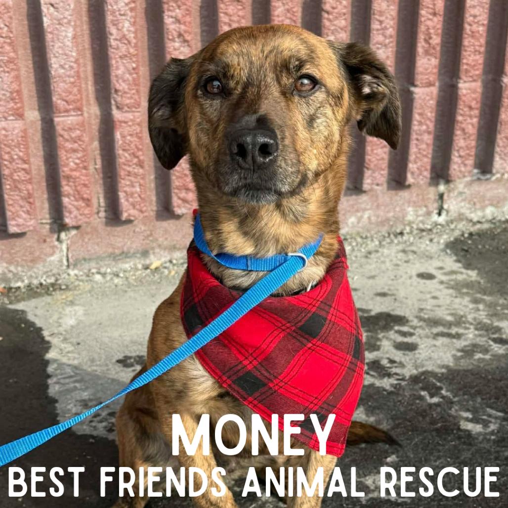 Enlarge Money, a Adoptable mixed breed in Wasilla, AK image 4/5