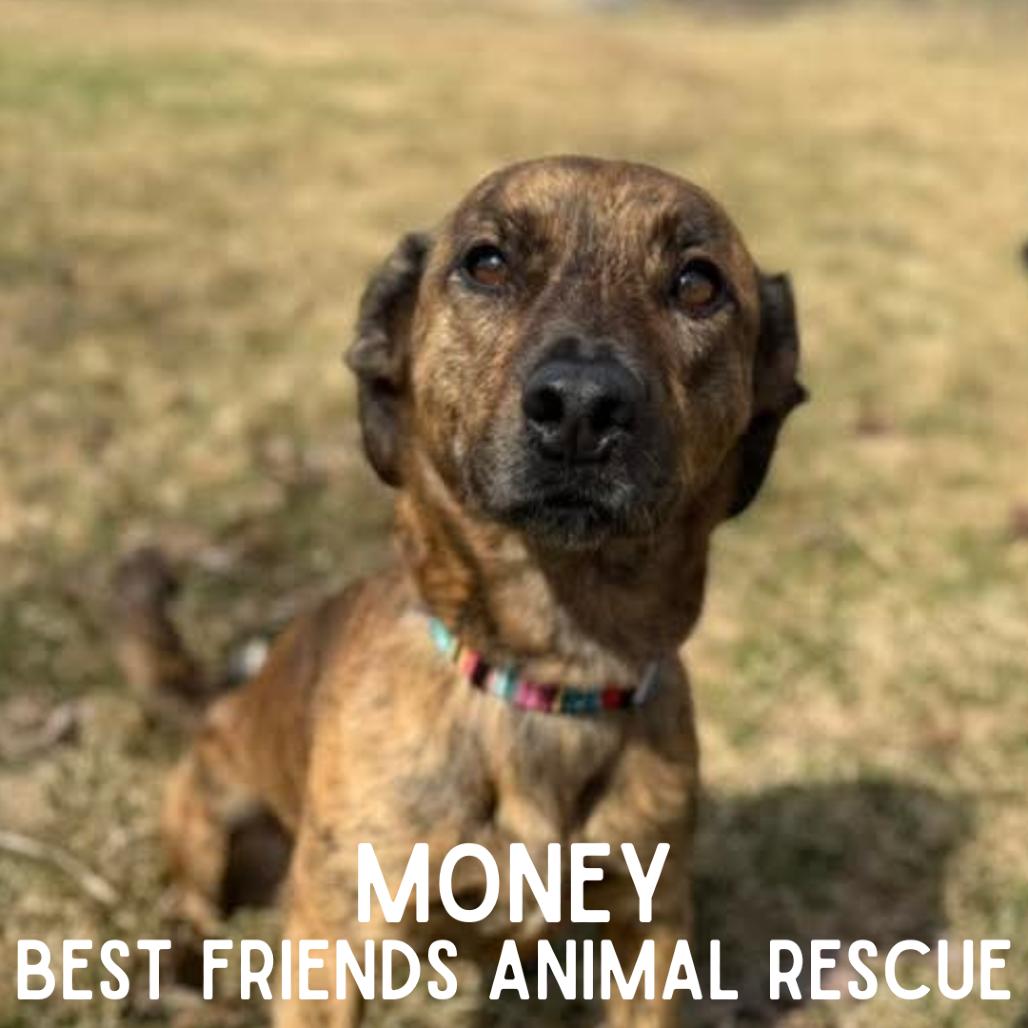 Money, a Adoptable mixed breed in Wasilla, AK image 5/6