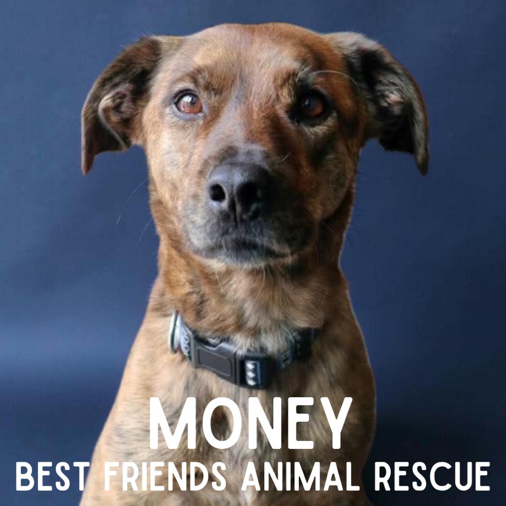 Enlarge Money, a Adoptable mixed breed in Wasilla, AK image 5/5