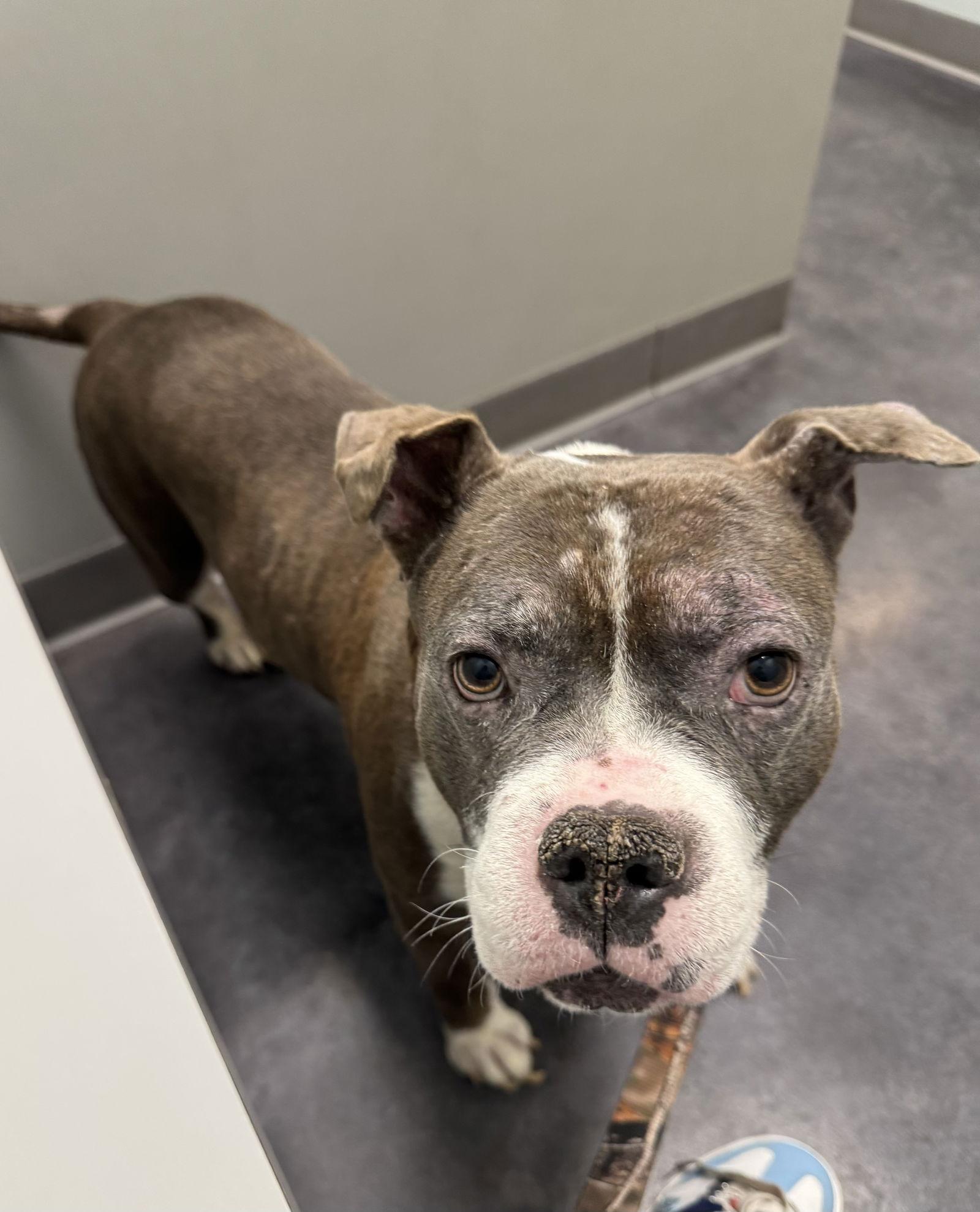 King, a Adoptable Pit Bull Terrier in O'Fallon, MO image 1/2