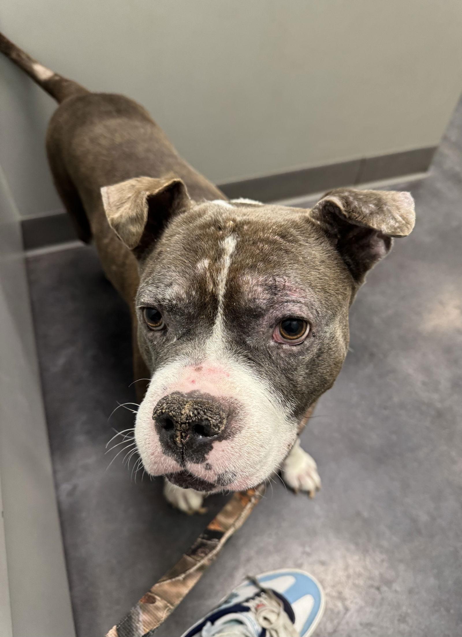 King, a Adoptable Pit Bull Terrier in O'Fallon, MO image 2/2