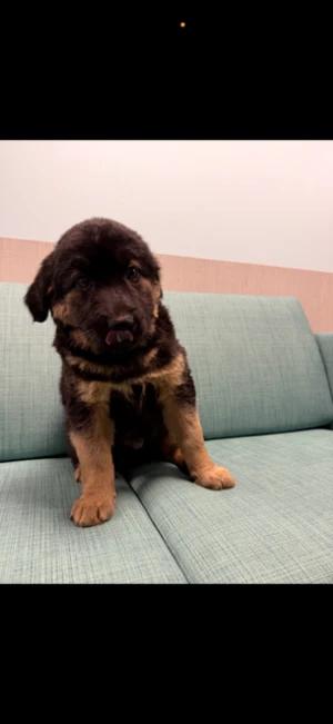 Dunkin, Adopted, Puppy Male Great Pyrenees & Anatolian Shepherd.