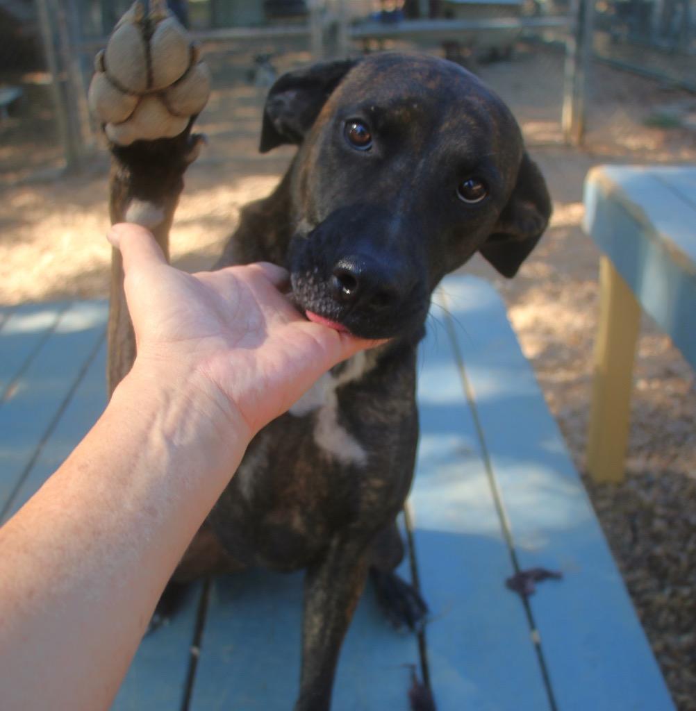Chocco 26, Adoptable, Young Female Shepherd & Black Mouth Cur.