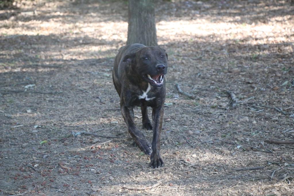 Enlarge Chocco 26, a Adoptable mixed breed in Brookhaven, MS image 1/5