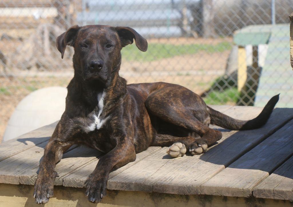 Enlarge Chocco 26, a Adoptable mixed breed in Brookhaven, MS image 3/5