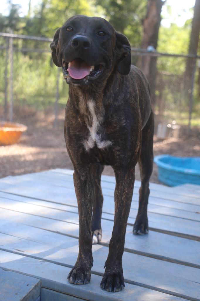Chocco 26, a Adoptable mixed breed in Brookhaven, MS image 4/4