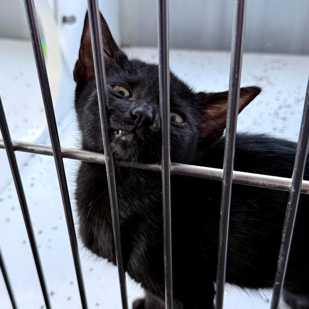 Rambo, Adoptable, Kitten Male Domestic Short Hair.
