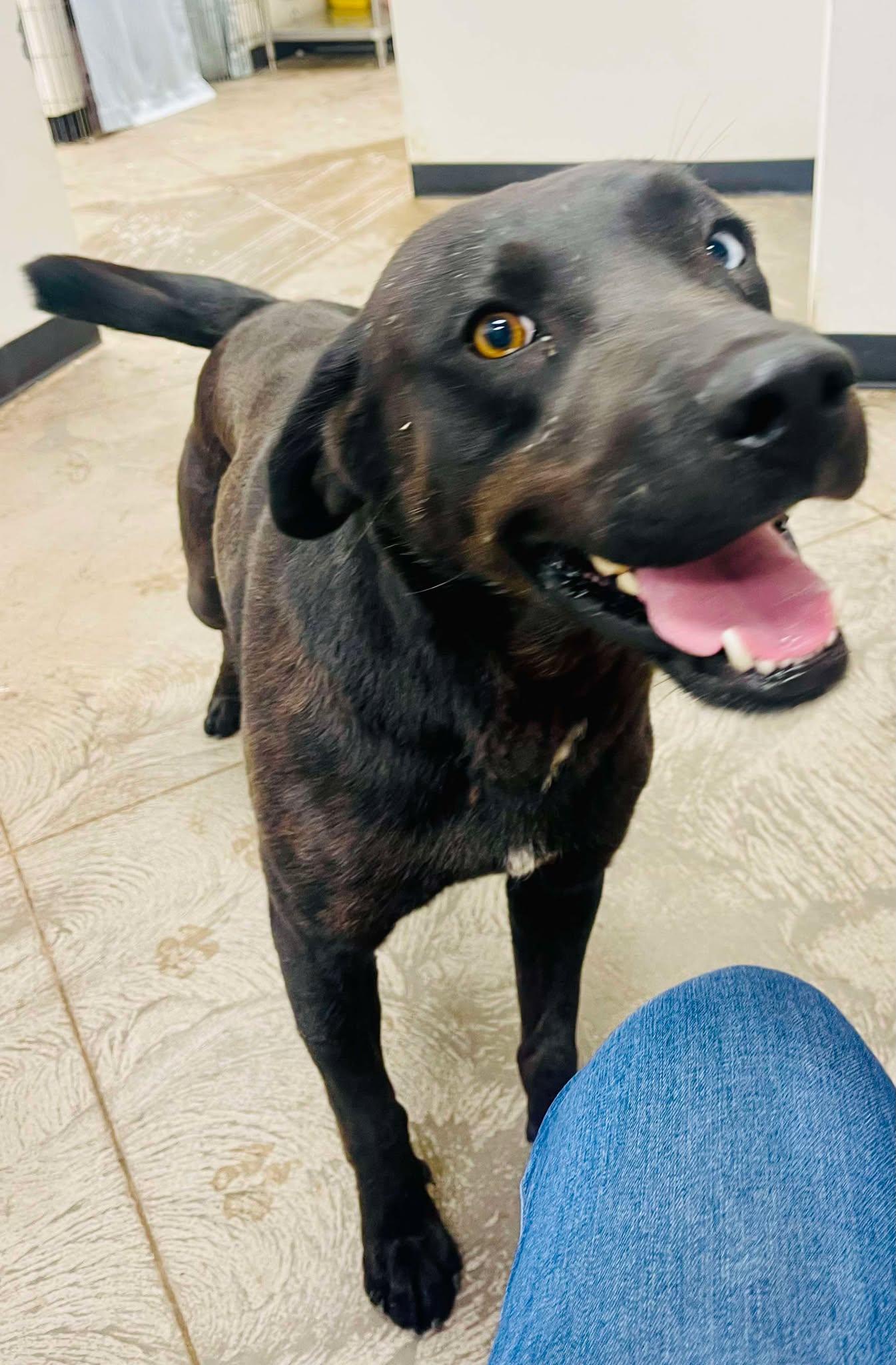 Alaister, an adoptable Labrador Retriever in Roosevelt, UT, 84066 | Photo Image 1