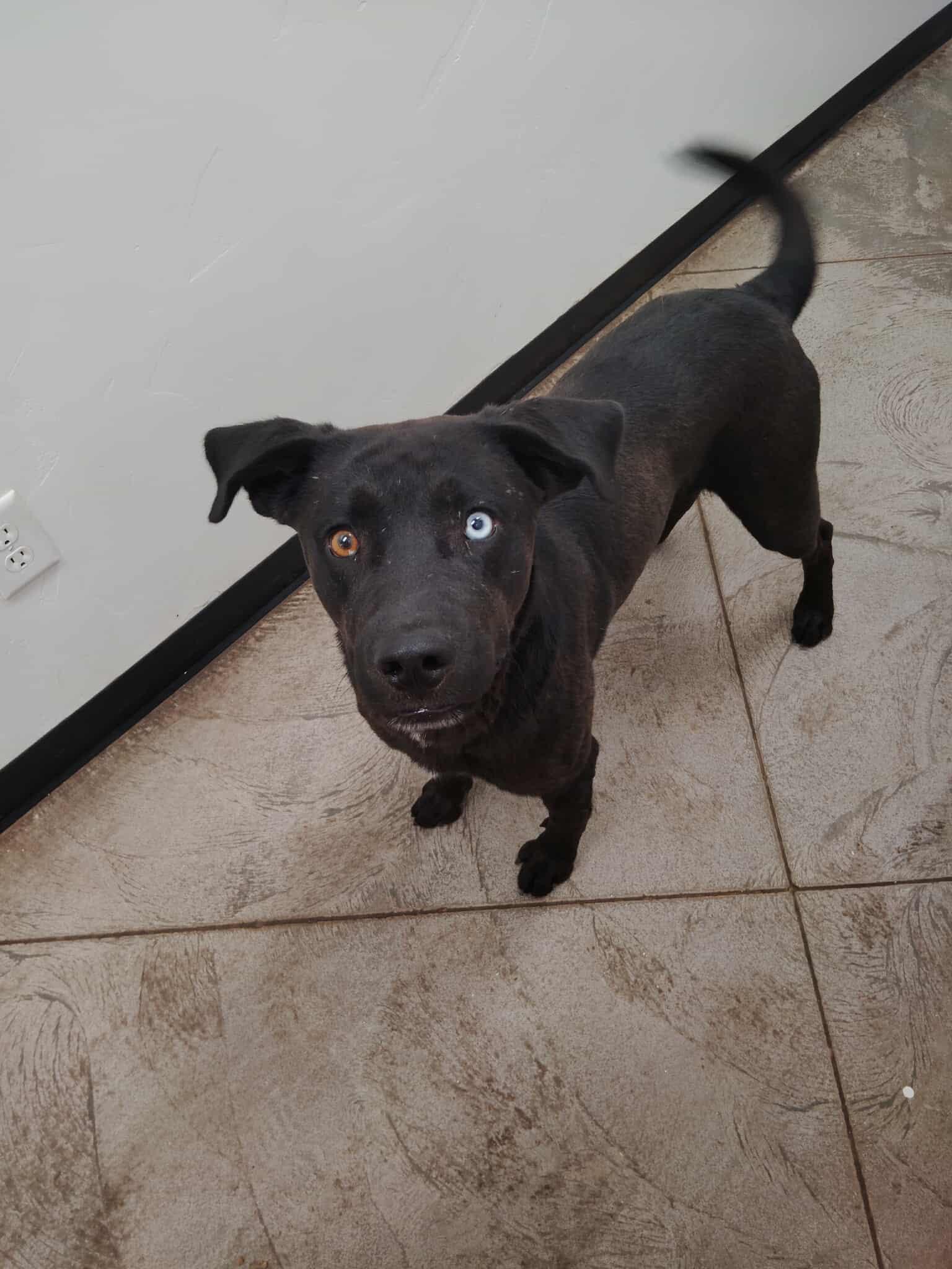 Alaister, an adoptable Labrador Retriever in Roosevelt, UT, 84066 | Photo Image 3