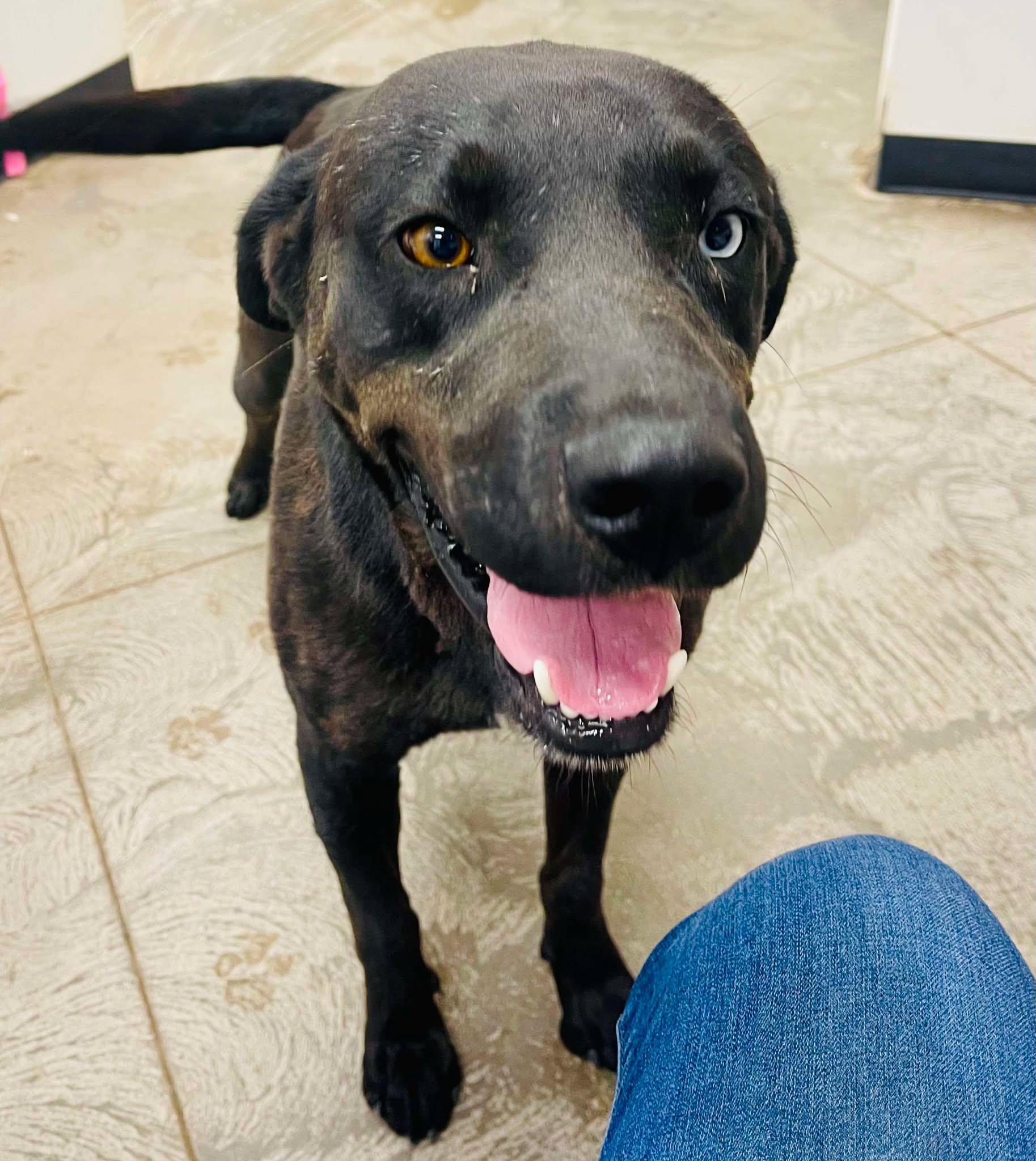 Alaister, an adoptable Labrador Retriever in Roosevelt, UT, 84066 | Photo Image 2
