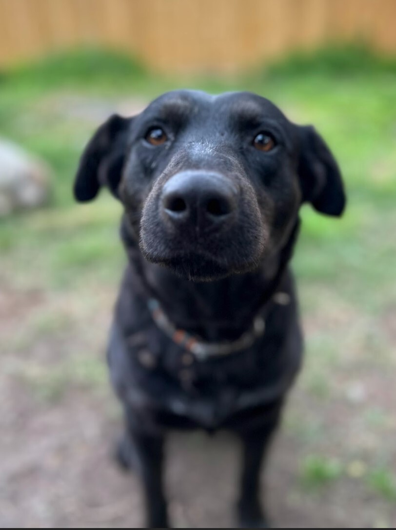 Ellie Mae, Adoptable, Young Female Australian Cattle Dog / Blue Heeler & Labrador Retriever.