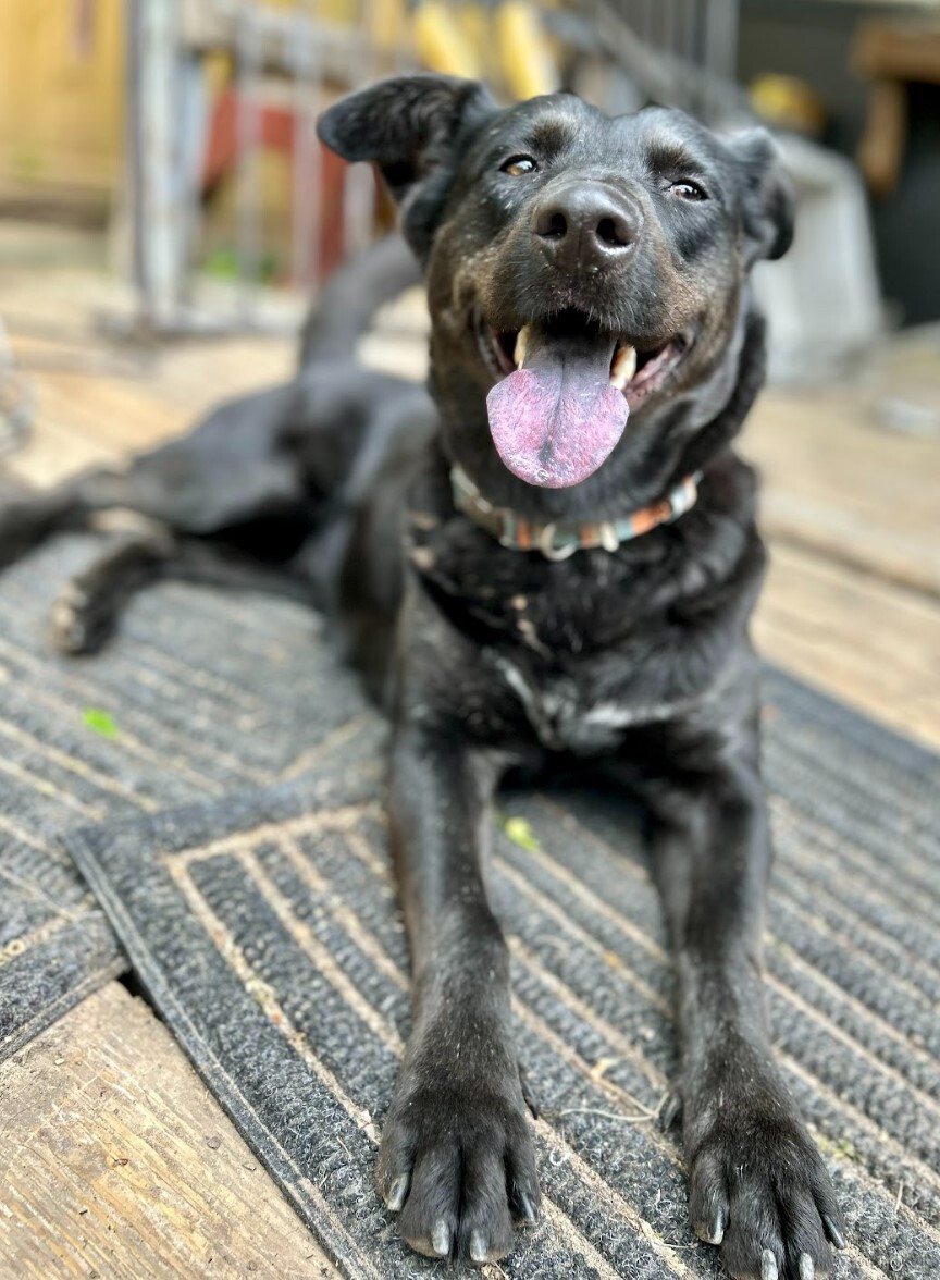 Ellie Mae, a Adoptable mixed breed in Houston, TX image 2/12