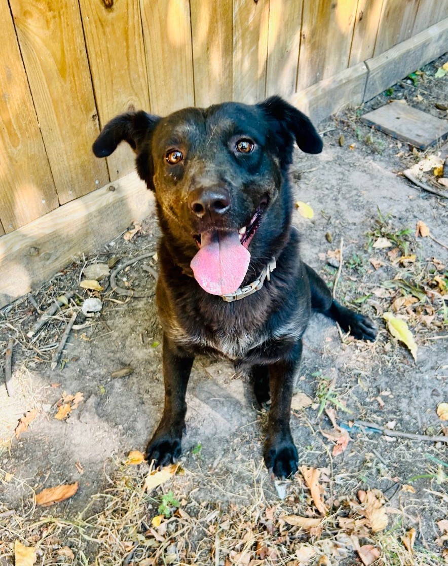 Ellie Mae, a Adoptable mixed breed in Houston, TX image 3/12