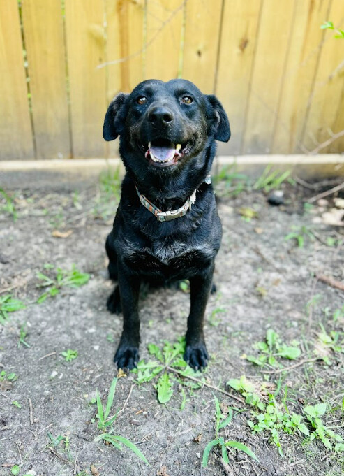 Ellie Mae, a Adoptable mixed breed in Houston, TX image 4/12