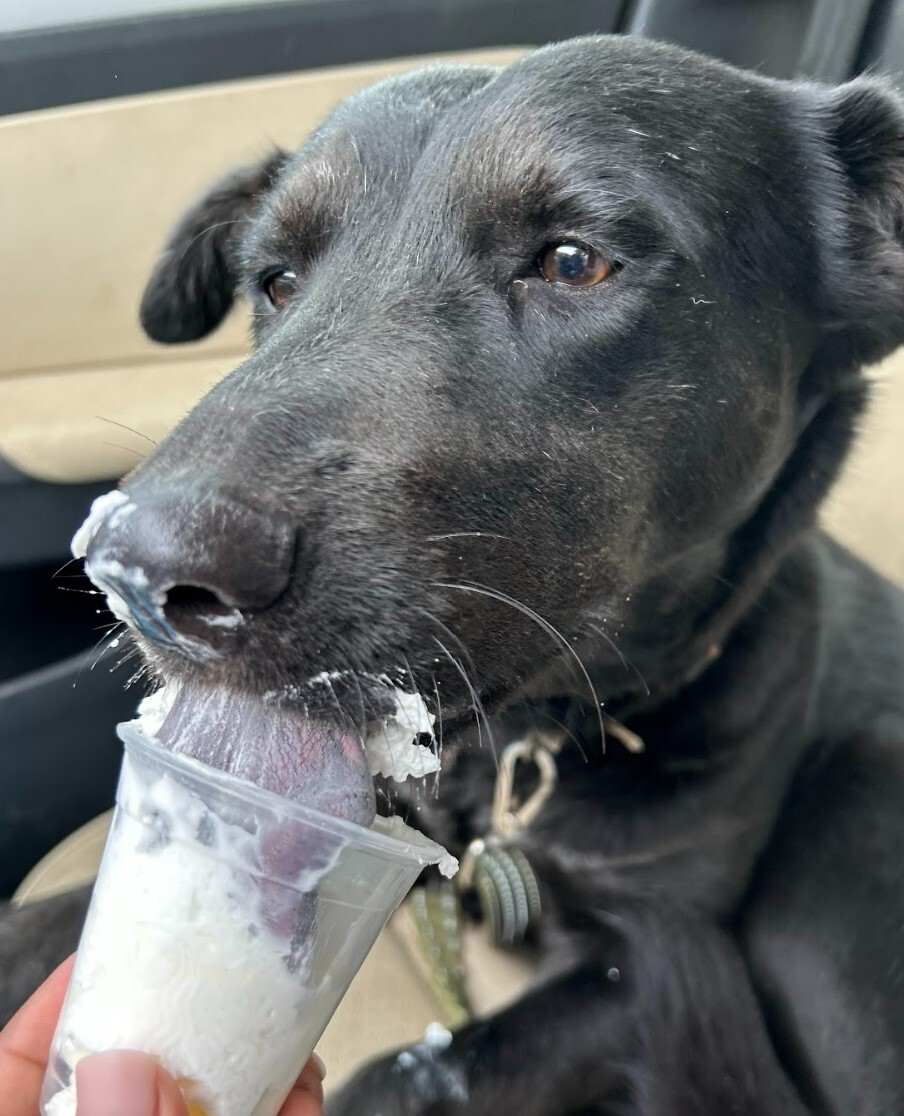 Ellie Mae, a Adoptable mixed breed in Houston, TX image 5/12